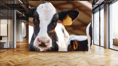 Young bull calf in a stall on a farm Wall mural