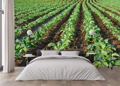 Cabbage seedlings field Wall mural