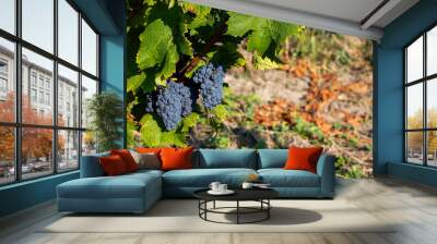 Mature dark blue grapes ready to be picked from the bush. Photo of the vineyard taken on a sunny day Wall mural