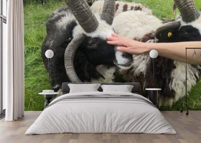 Woman's hand touching sheep with horns Wall mural