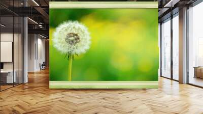 A dandelion plant on a bright green background Wall mural