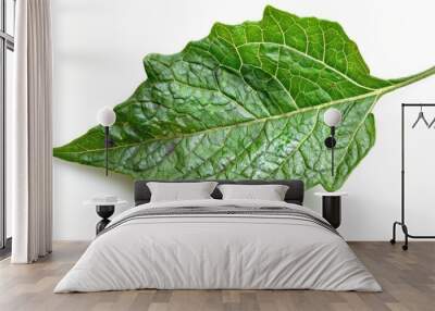 A detailed view of a single leaf on a white background Wall mural