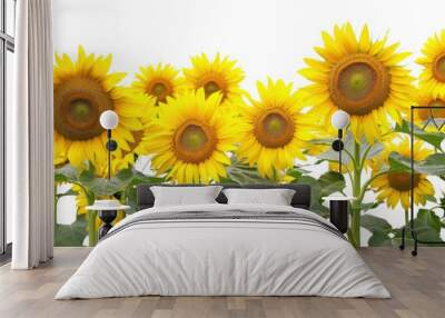 A field of bright yellow sunflowers against a clear blue sky Wall mural