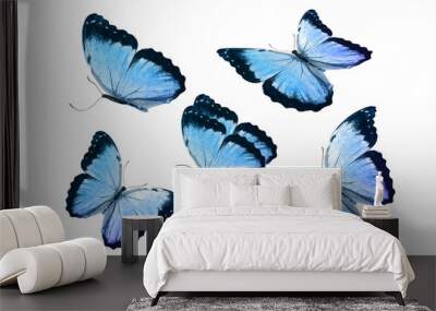 a set of beautiful blue butterflies isolated on a white background. tropical moths. flying insects for design Wall mural