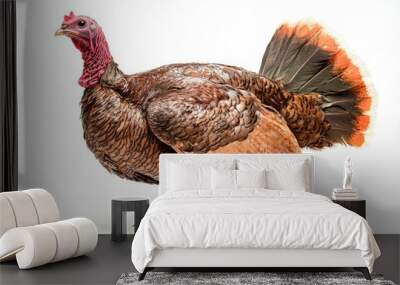 A single turkey stands on a white surface Wall mural