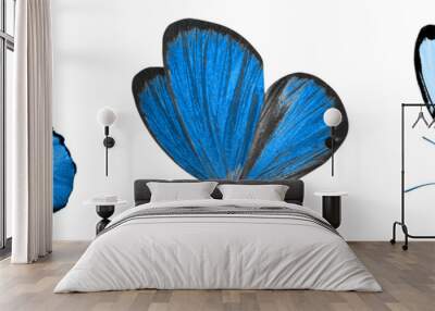 beautiful blue tropical butterflies isolated on a white background. moths for design Wall mural