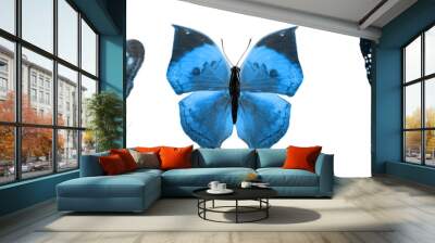 beautiful blue tropical butterflies isolated on a white background. moths for design Wall mural