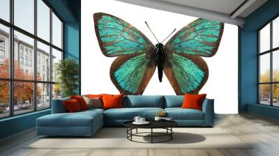 beautiful green butterfly breed Marshmallow brilliant. isolated on white background Wall mural