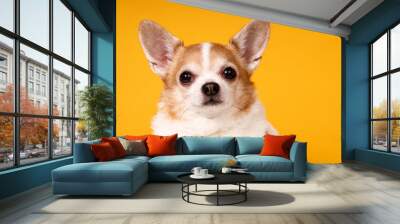 dog breed chihuahua close-up on a yellow background Wall mural