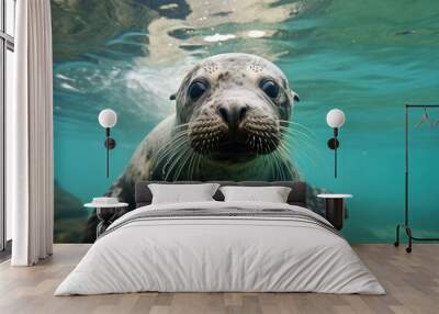 Fur seal swimming in the ocean. Wall mural