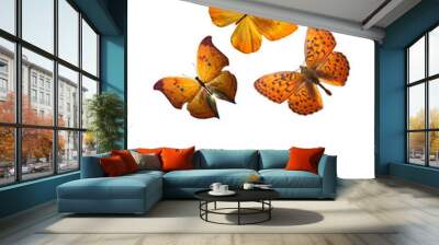 orange tropical butterflies. tropical insects. isolated on white Wall mural