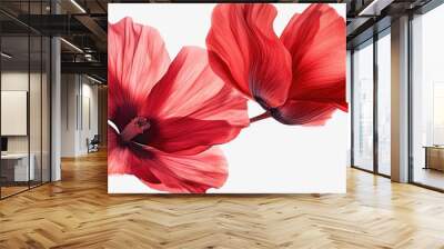 Two red flowers in a close-up shot against a plain white background. Perfect for adding a pop of color to any design project Wall mural