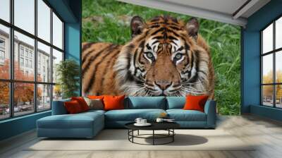 sumatran tiger Wall mural