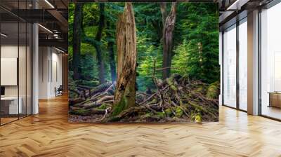 Vertical closeup of Old beeches and broken branches with moss in the forest. Wall mural