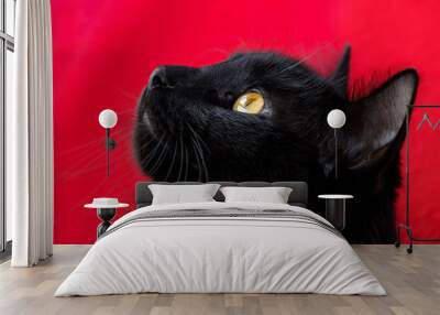 portrait of a black cat on a red background Wall mural