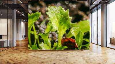 Fresh salad leaf growing after the rain Wall mural