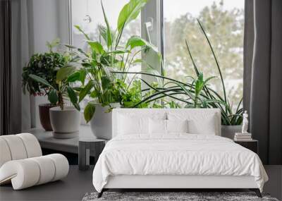 Lot of houseplants growing on window sill. From left: Ardisia crenata, Euphorbia leuconeura, Spathiphyllum, Asplenium nidus, Aloe vera, Dracaena angolensis. Wall mural