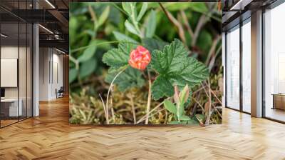 Raw edible sweet cloudberry(Rubus chamaemorus) growing wild in bog in summer, not ripe yet. Occurring naturally throughout the Northern Hemisphere. Wall mural