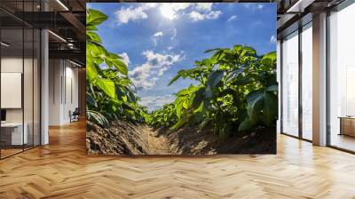 Green potato field on farmland, low angle view with sunlight Wall mural