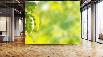 Hop plant, bokeh background Wall mural