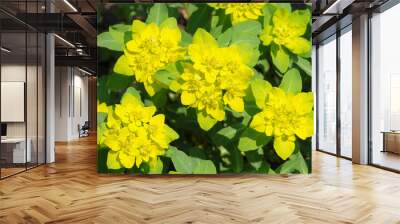 Euphorbia epithymoides, common name - Cushion spurge Wall mural