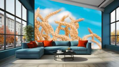 gold ears of wheat against the blue sky Wall mural