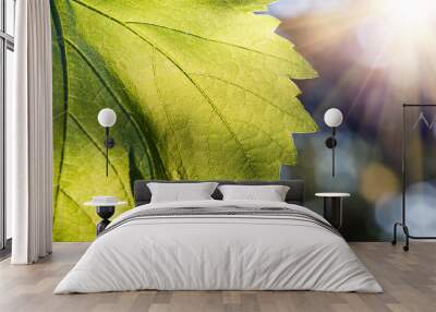 grape leaf close-up Wall mural