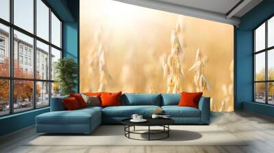 organic golden ripe ears of oats in field Wall mural