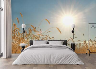 wheat spica in a wheat field against the blue sky and sun when the harvest is ripe, agricultural background Wall mural