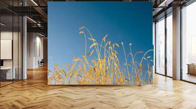 wheat spica in a wheat field against the blue sky when the harvest is ripe, agricultural background Wall mural