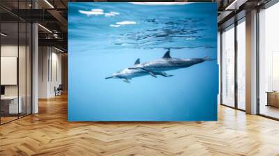 Two dolphins swim near the ocean surface. Photo underwater Wall mural