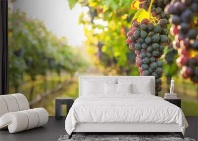 grape harvest Italy Wall mural