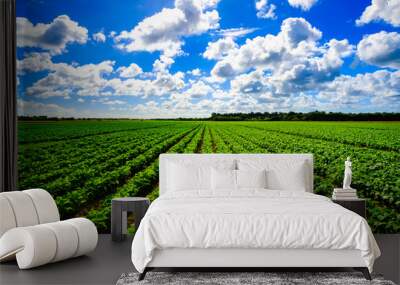 agriculture vegetable field Wall mural