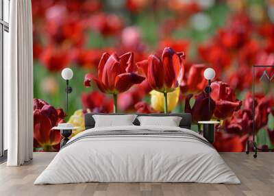 Rote Tulpen Wall mural