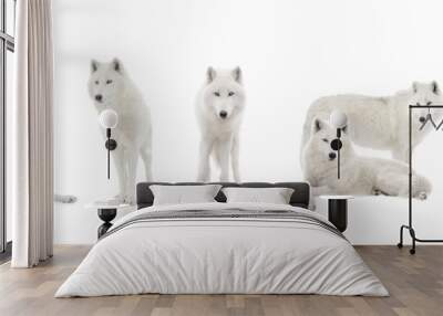  polar wolves isolated on white background Wall mural