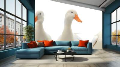  portrait five ducks isolated on white Wall mural