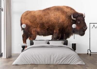 bison isolated on white Wall mural