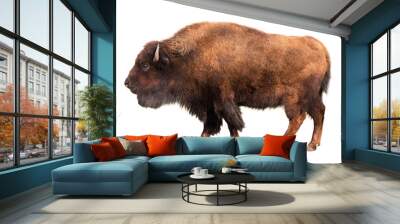 bison isolated on white Wall mural