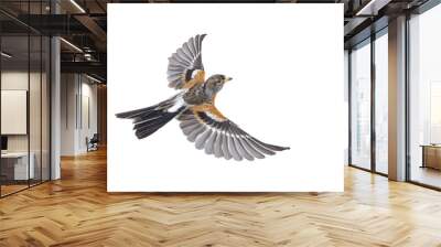 Brambling bird in flight isolated on white background. Wall mural