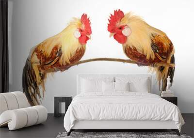 cock Wall mural