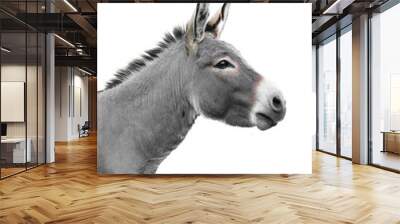 donkey portrait isolated on white background Wall mural