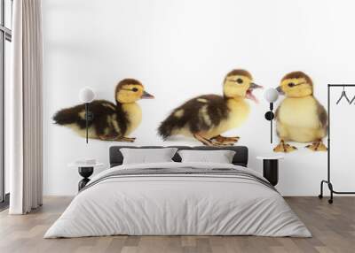 duck Wall mural