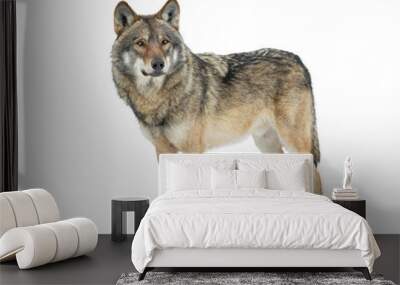 Gray wolf isolated on white background Wall mural