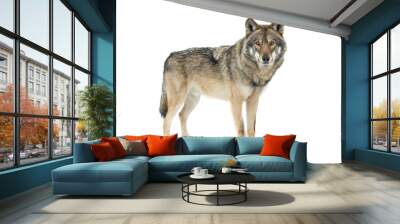 gray wolf isolated on white background Wall mural