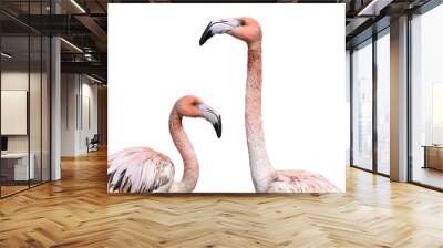 portrait two of pink flamingo isolated against white background Wall mural