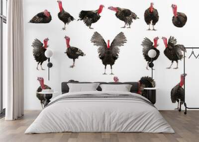 Turkey Wall mural