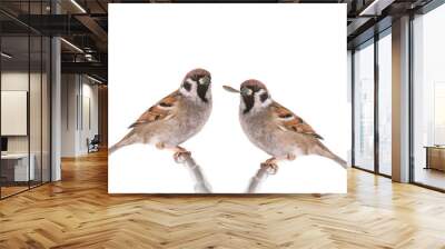 two sparrow isolated on a white background Wall mural