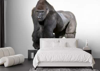 western lowland gorilla isolated on white background Wall mural