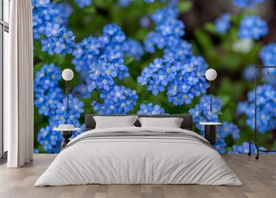 Forget me not flowers in the garden, blue flower bed, first spring flowers, blue nature background Wall mural