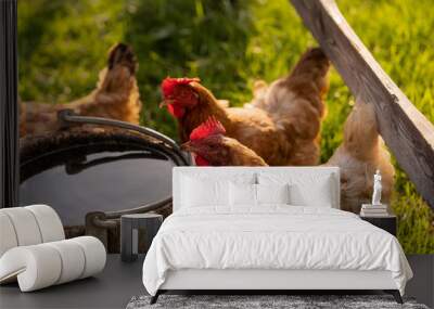 Young hen drinking water from wooden pot on ground, birds posing in fresh grass at free range yard, red comb on head, summertime. Horizontal orientation, countryside, sunset, Slovakia, Europe Wall mural